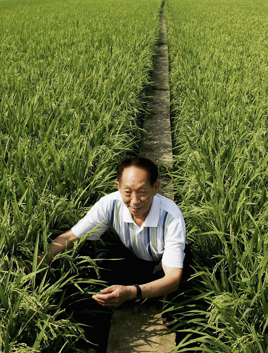 先进事迹│杂交水稻之父，共和国勋章获得者---袁隆平 - 临沂大学生化分析团队党支部 - 思政网育人号