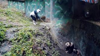 国际生物多样性日：追熊猫的人