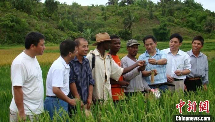 中国育种专家在马达加斯加传授杂交水稻选育技术。资料图 湖南省财政厅供图