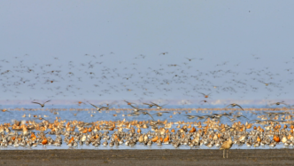 地球的一半｜保护黄(渤)海滨海湿地，拯救鸟类迁飞路线