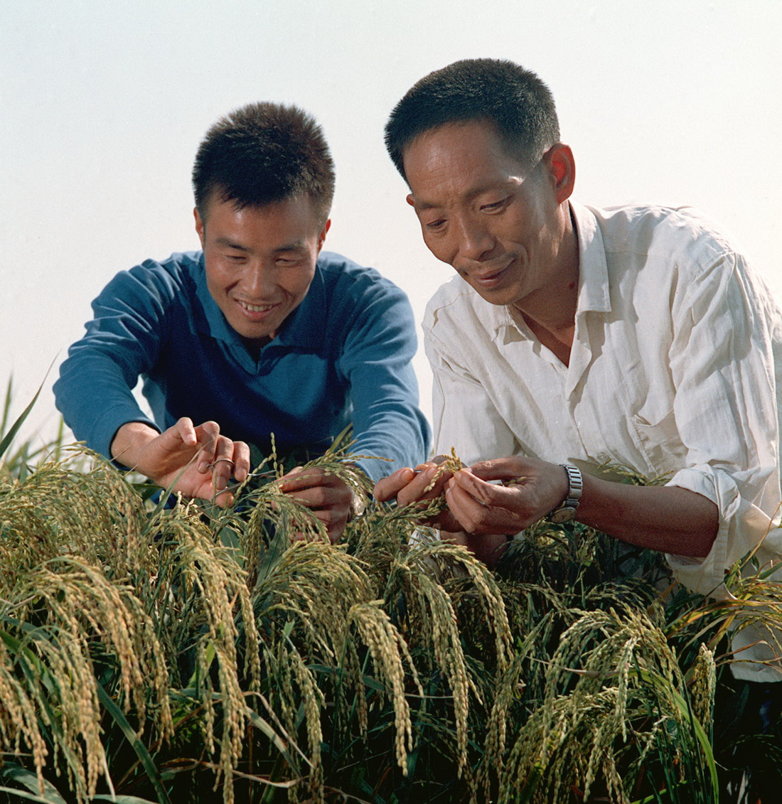 1976年，袁隆平（右）与同事李必湖在观察杂交水稻生长情况。新华社 图