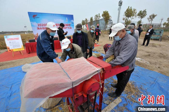 工人正在为海水稻脱粒测产。王海滨 摄