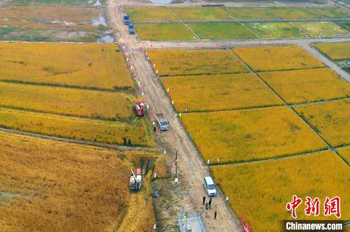 位于山东省青岛市城阳区的稻作改良示范基地。王海滨 摄