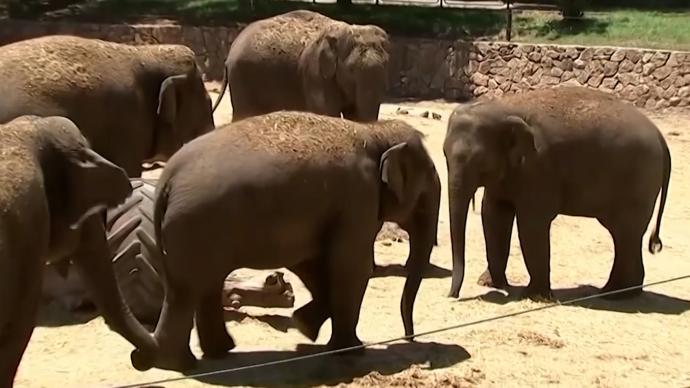 动物这样保护幼崽：防空警报响起时，大象围成一圈保护小象