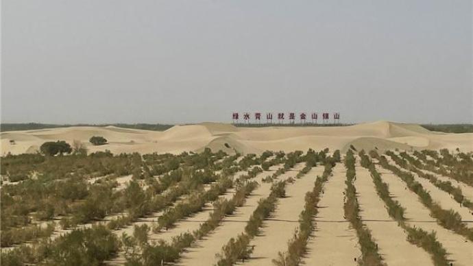 中国有约｜防风固沙生态林：“刀郎儿女”守卫绿色家园