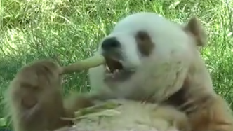 世界唯一棕色人工饲养大熊猫将与游客见面