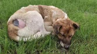 南京一高校学生宿舍烧狗？校方已调查，知情人称虐狗者被带走