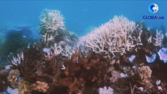 澳美开发卫星图像系统，监测珊瑚礁白化情况