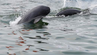 长隆海昌成江豚保护迁入点：为何这两个水族馆能成为庇护所？