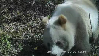 陕西秦岭第10次发现野生棕色大熊猫