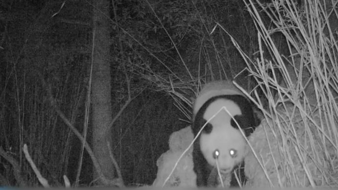 视频 澎湃新闻 thepaper.cn