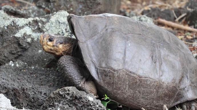 厄瓜多尔发现曾被认为灭绝百年的巨龟