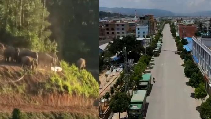 云南玉溪多辆渣土车在路边待命：阻止野象进城的一道防线