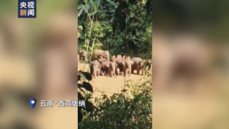 17头亚洲野象进入中科院西双版纳热带植物园内逛吃