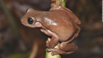 新几内亚岛发现“巧克力蛙”，神似《哈利·波特》中的甜品