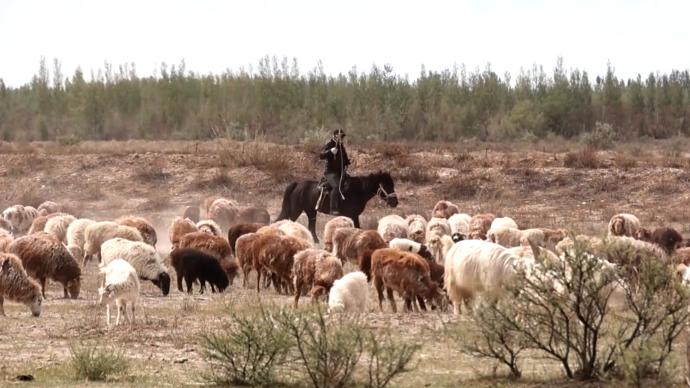 瞰见｜牛羊们的夏季牧场迁徙时