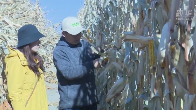 黑土地上玉米育种30年，他“听”得懂玉米的对话