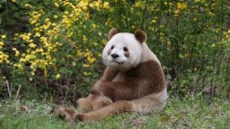 直播录像丨西安“秦岭四宝”集合，快来看全球唯一棕色大熊猫！