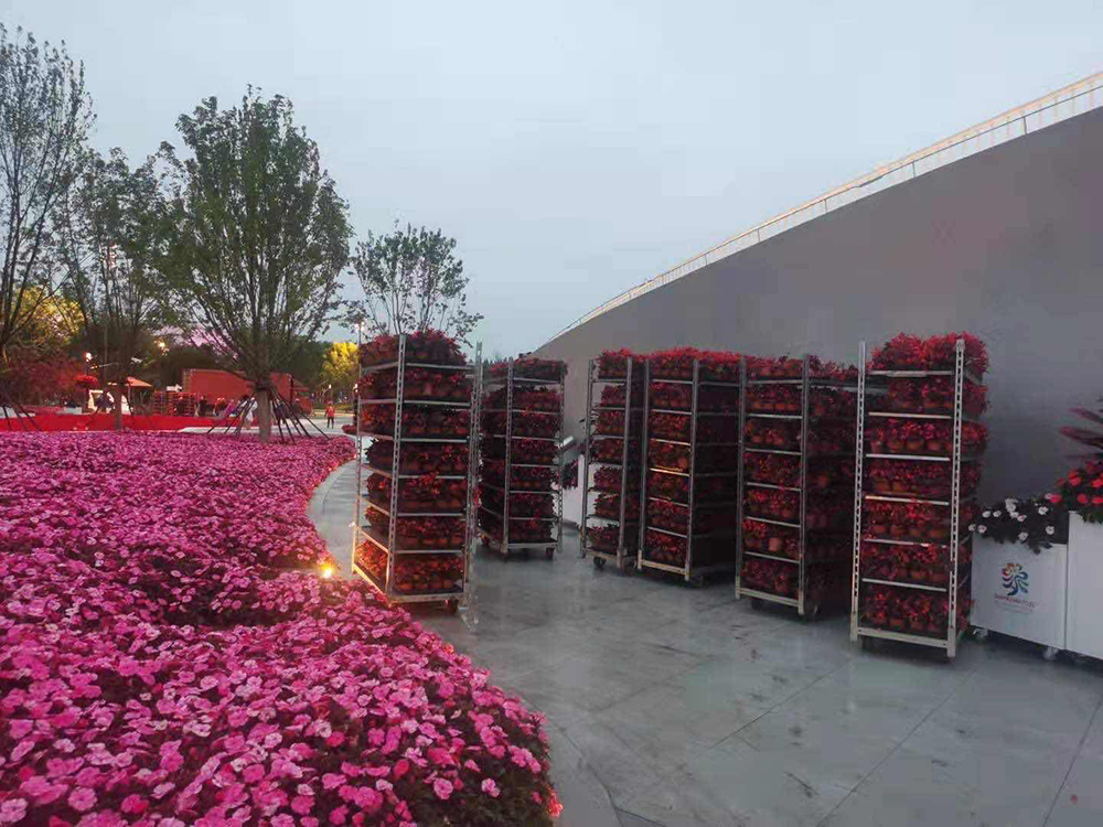 率先更换的花卉品种主要为红色的四季海棠。