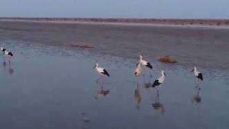 黄河三角洲湿地环境改善，东方白鹳繁育幼鸟数量有望突破往年