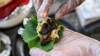 美国人花式烹饪“17年蝉”，FDA提醒：海鲜过敏者勿食