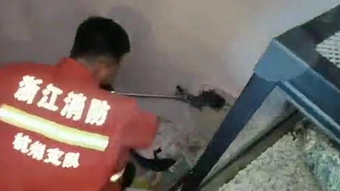 网购的宠物鳄鱼出逃，杭州一居民报警求助