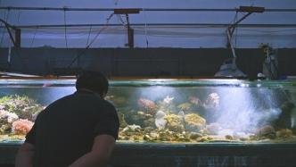 世界海洋日｜海底“育林人”：30年的执着与百万珊瑚计划