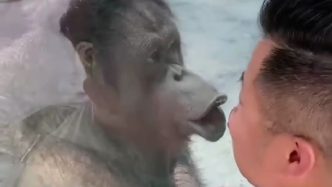 众目睽睽之下，上海17岁母猩猩与游客隔着玻璃亲吻上热搜