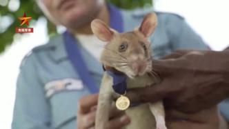 5年发现百枚地雷炸弹，柬埔寨扫雷鼠将退休