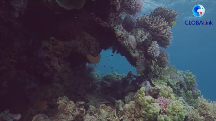 保护海洋生态，民间力量助力澳大利亚大堡礁保护