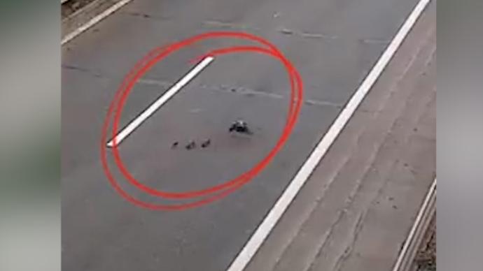 鸭妈妈带小鸭子横穿高速，货车避让被追尾群众救出后车驾驶员