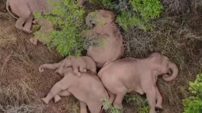 北迁亚洲象群集体躺着睡觉画面走红，监测员：拍摄于上午7时
