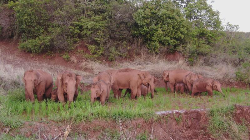  6月7日，象群在晋宁夕阳乡山林一带活动。指挥部供图