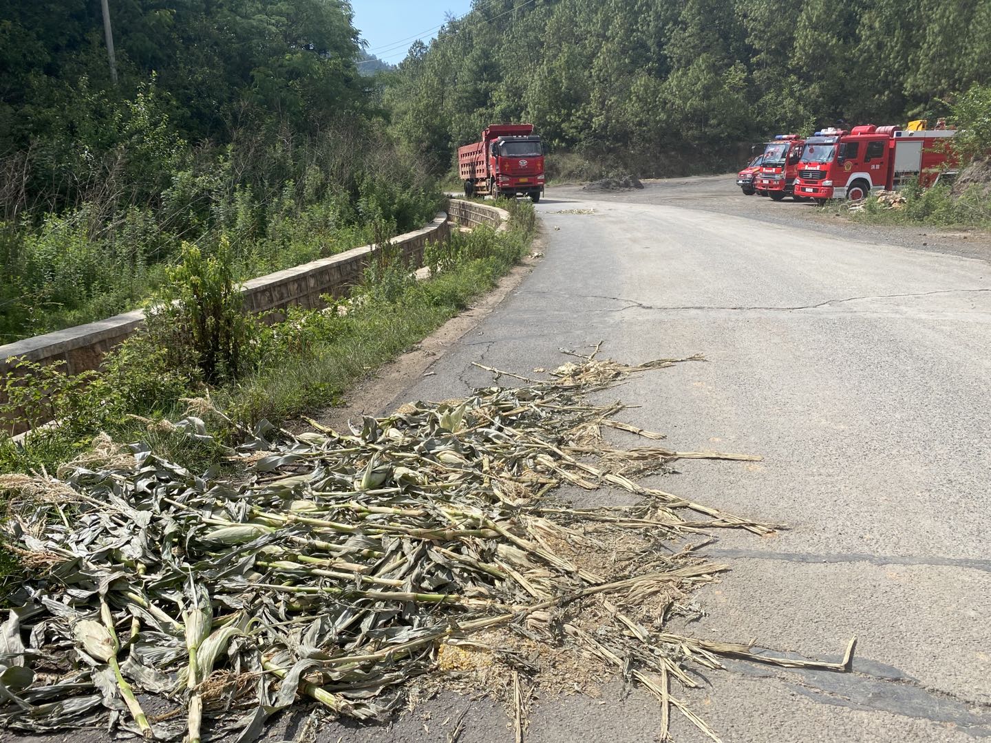 象群经过的路段遗留下玉米秸秆，不远处仍有消防车在此待命。澎湃新闻记者 王选辉 图