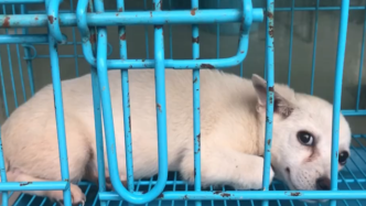苏州“宠物盲盒”后续：仅1只幼犬幸存被领养