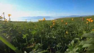 瞰见｜赛里木湖的最美花季