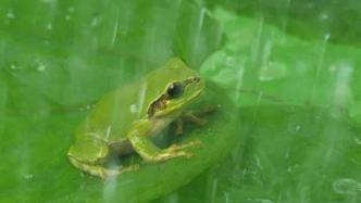 生吞五只青蛙“进补”，杭州大伯感染寄生虫反复发烧