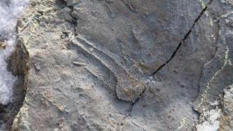 陕西延安发现中国最古老的龟类足迹和侏罗纪大型肉食龙足迹