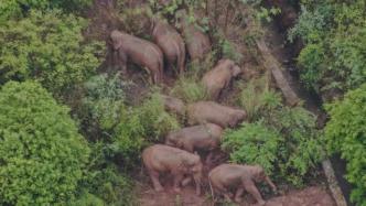 亚洲象迁移是因栖息地缩减？专家：种群数量增长自然会扩张迁移
