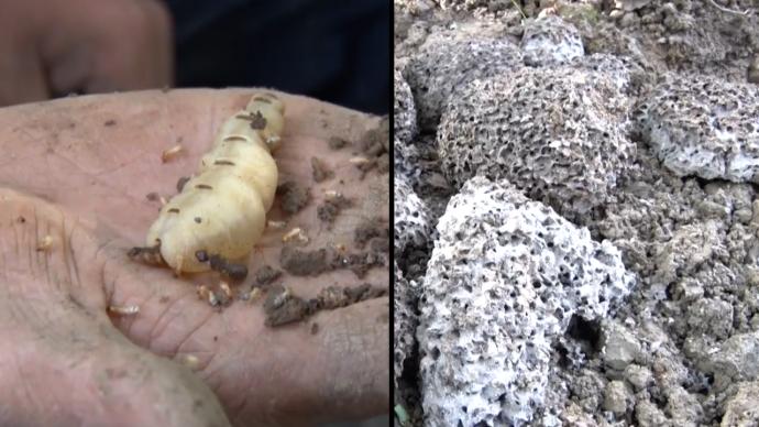 荆州一河堤整治时发现60多年超大蚁穴，蚁后体长5厘米