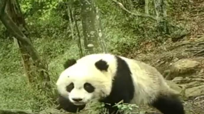 甘肃监测到四对野生大熊猫母子