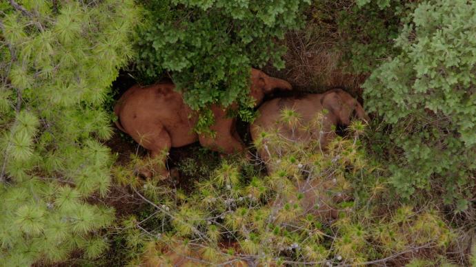 象群及独象进农地觅食后隐蔽于林区