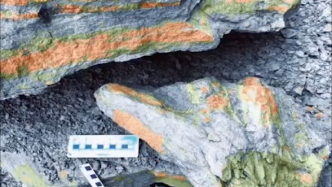 距今1.6亿年，陕西发现中国最古老龟类足迹