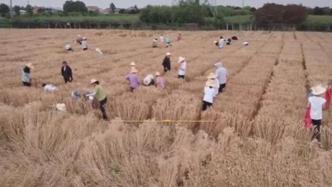 农学专业学生收小麦“连根拔起”被疑作秀，西北农林科大回应