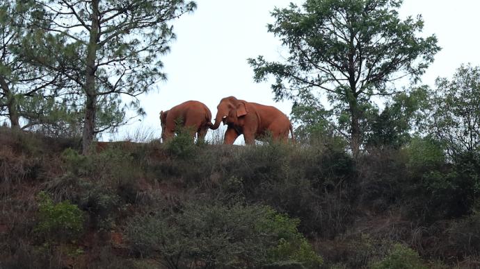 独象已离群10天距象群19公里，持续在昆明晋宁区活动
