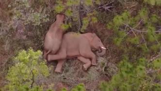 视频丨小象花式撒娇叫大象起床，5分钟后大象起身带其玩耍