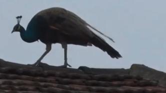 南京一民房屋顶现蓝孔雀，主人：它心情不好就会去溜达几天