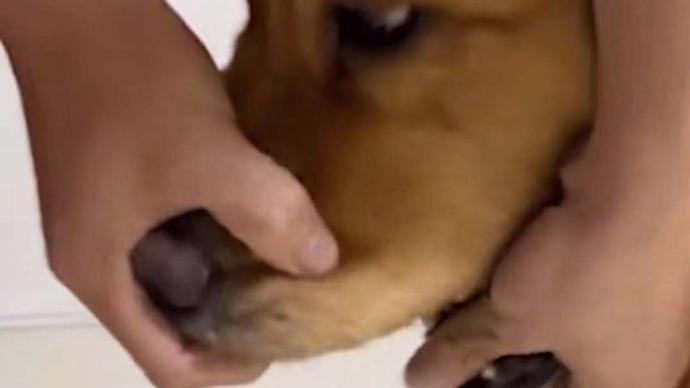 金毛满嘴糖豆,主人硬核“虎口夺食”