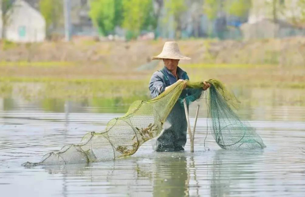 近年来,浒墅关农村引进渔机所,稻虾等项目"花野圩"牌大米顺利通过