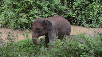 与象为邻②｜回归雨林，“希望它们能将人类的善意带回象群”